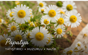 Papatya